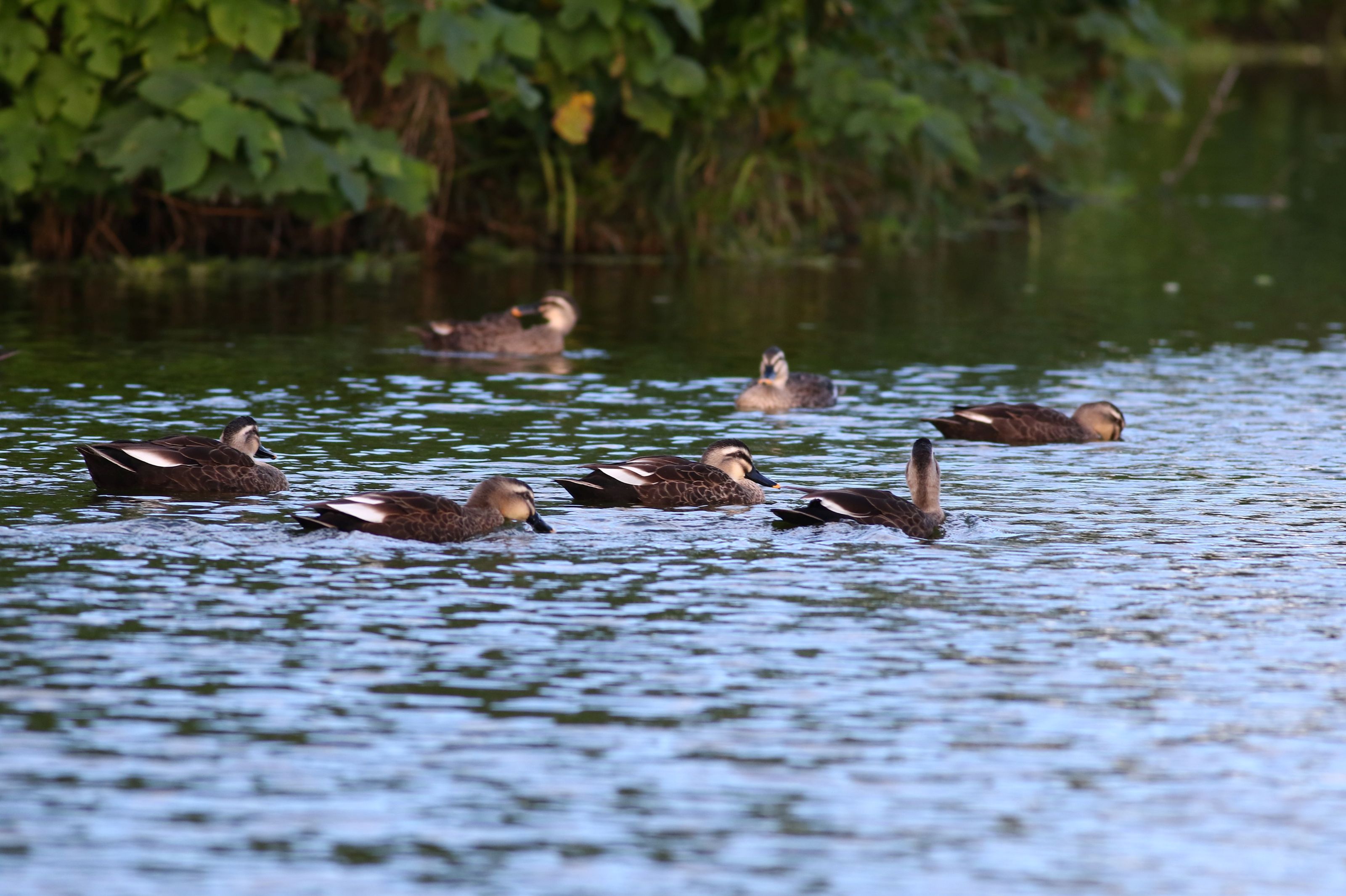 走進關山濕地祕境！水鳥飛舞、鶯聲啾啾，邀你聆聽大自然的交響樂